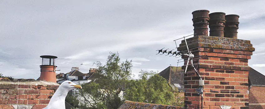 Chimney Cleaning And Restoration in Alexandria, Virginia